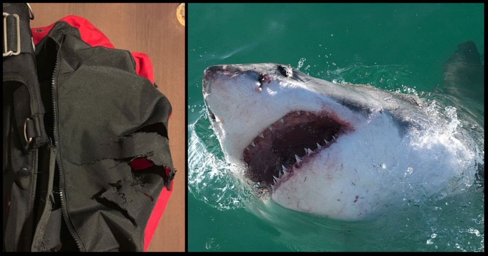 Hollis Diver's Gear Torn by Shark Attack